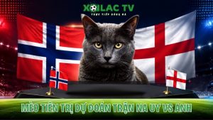 Mèo Tiên Tri Na Uy vs Anh